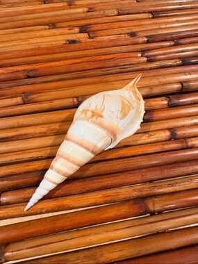 Tibia Seashell ~ Real Shells Carved Artwork Shell Accent - Cream and Tan
